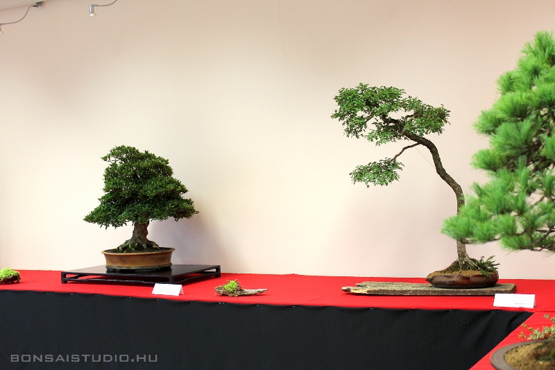 bonsai kiallitas a szegedi botanikus kertben a lotusznapokon